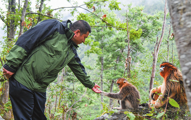 འདི་ནི་སི་ཁྲོན་པའེ་ཧོ་རྒྱལ་ཁབ་རིམ་པའི་རང་བྱུང་སྲུང་སྐྱོང་ཁུལ་དུ་ཐང་ཡུས་ལིན་གྱིས་སི་ཁྲོན་གྱི་སྤྲེལ་ཁྲར་ལག་པ་གཏོང་བཞིན་པ།