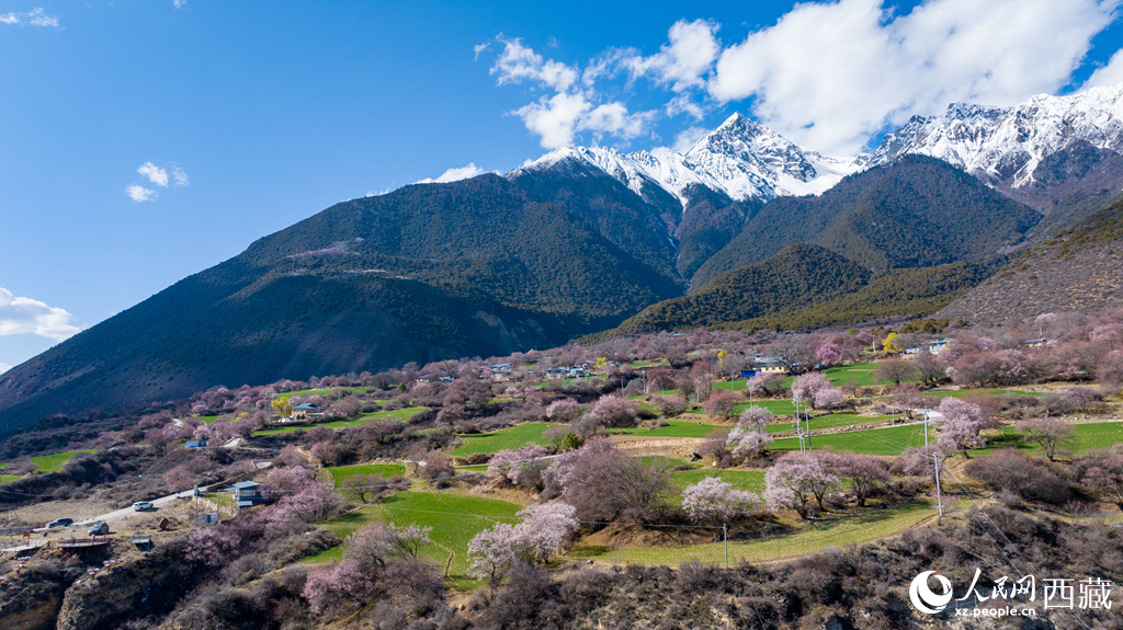བོད་ལྗོངས་ཉིང་ཁྲིའི་ཁམ་བུ་མེ་ཏོག་རབ་ཏུ་བཞད། 