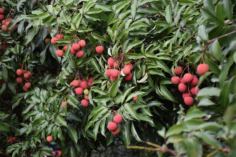 མའོ་མིང་ཀའོ་ཀྲུའུ་ཀེན་ཙི་གྲོང་རྡལ་ཀུང་ཡོན་དུ་འབྲུ་མིག་ཚགས་མ་སྨིན་འདུག