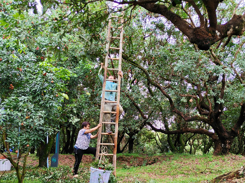 མའོ་མིང་ཀའོ་ཀྲོའུ་ཀེན་ཙི་གྲོང་རྡལ་ཀུང་ཡོན་དུ་ཞིང་དུད་གཉིས་ཀྱིས་མཉམ་ལས་བྱས་ནས་འབྲུ་མིག་ཚགས་མ་འཐུ་བཞིན་པ།