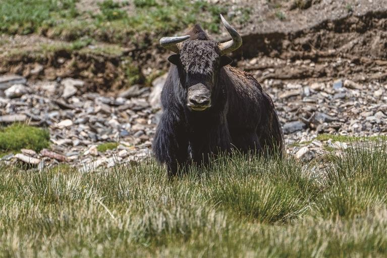 འབྲོང་།