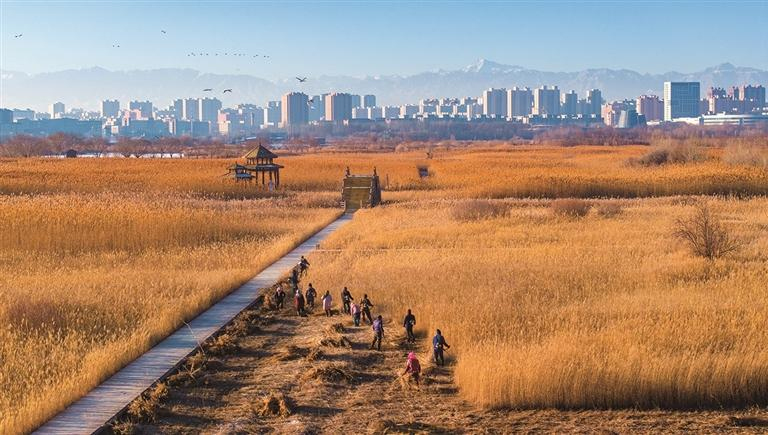 འདམ་རྩྭ་བརྔས་ན་མེ་སྐྱོན་གྱི་མངོན་མེད་རྐྱེན་ངན་སེལ་བ་དང་། ཆུ་ལ་སྦགས་བཙོག་མི་ཕོག་པ། འདམ་རྩྭ་བསྐྱར་སྐྱེས་ལ་སྐུལ་འདེད་ཐུབ་པ་བཅས་བྱུང་ནས་འདམ་རའི་སྐྱེ་ཁམས་དོ་སྙོམས་ལ་སྲུང་སྐྱོང་ཐུབ་ཀྱི་ཡོད། འདམ་རྩྭ་གསོ་ཚགས་ཁུལ་ཆུང་ངམ་བྱེ་བཅོས་ས་ཚིགས་སུ་མཁོ་སྤྲོད་བྱས་ནས་སྐྱེ་ཁམས་གསོ་ཚགས་དང་བྱེ་བཅོས་ལ་རམ་འདེགས་བྱེད་ཀྱི་ཡོད། འདི་ནི་ཀན་སུའུ་ཞིང་ཆེན་ཀྲང་ཡེ་རྒྱལ་ཁབ་འདམ་རའི་སྤྱི་གླིང་དུ་ལས་མིས་འདམ་རྩྭ་བརྔ་བཞིན་པ།