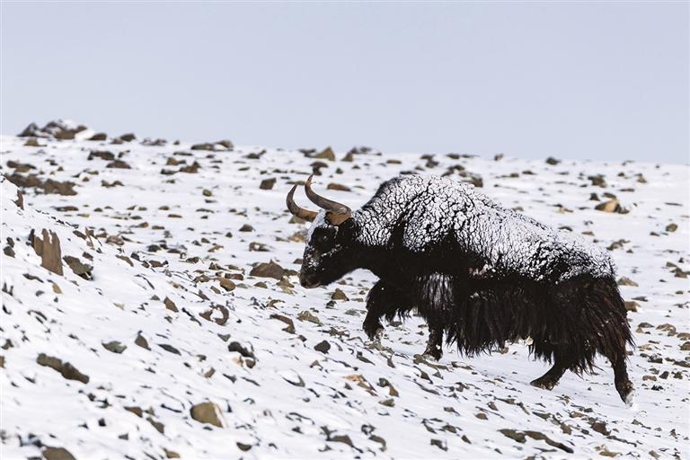 འདི་ནི་དཔའ་མོ་ཁྱུང་རྫོང་ནས་པར་བླངས་པའི་འབྲོང་ཡིན་པ།