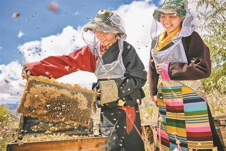 འདི་ནི་སྦྲང་ནོར་བུ་གསོ་མཁན་གྱིས་སྦྲང་རྩི་ལེན་བཞིན་པ།