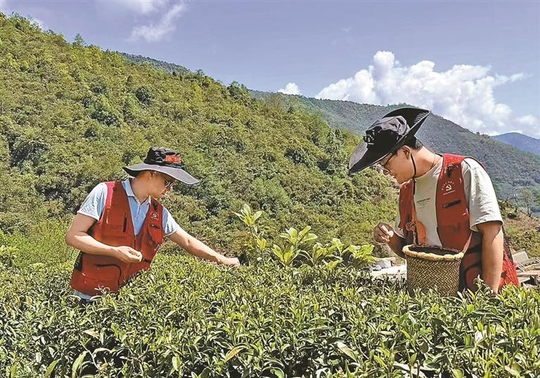 འདི་ནི་མེ་ཏོག་རྫོང་མི་དམངས་ཞིབ་དཔྱོད་ཁང་གི་ལས་བྱེད་ཉེན་རྟོག་པས་ཇ་ལོ་འཐུ་བཞིན་པ།