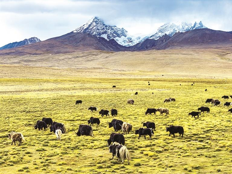 འདི་ནི་ཉེ་ཆར་བོད་རང་སྐྱོང་ལྗོངས་ལྷོ་ཁ་གྲོང་ཁྱེར་ཆུ་གསུམ་རྫོང་ཆུ་མདོ་རྒྱང་རྩྭ་ཐང་དུ་རྩྭ་ཆུར་རོལ་བཞིན་པའི་འབྲི་གཡག་གི་ཁྱུ་ཚོགས་ཡིན་པ།